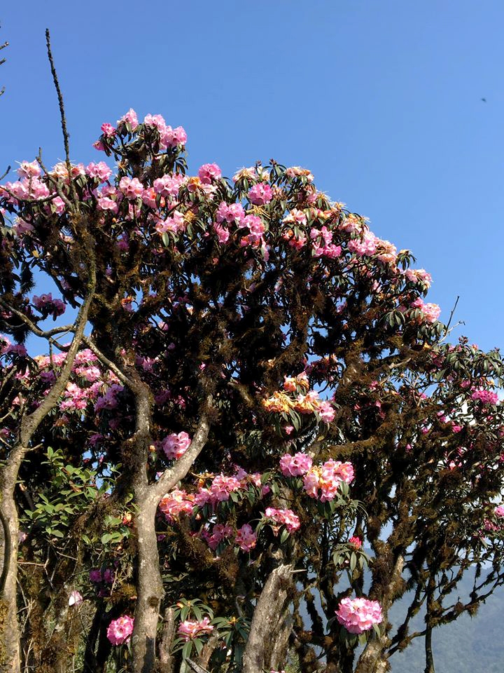 Cách ly xã hội, đừng quên mùa đỗ quyên đẹp rực rỡ ở Fansipan cach ly xa hoi dung quen mua do quyen dep ruc ro o fansipan