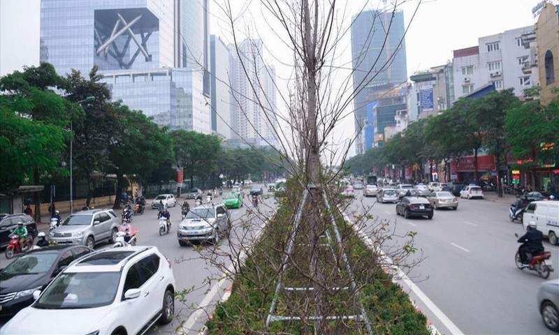 Những điều còn chưa biết về cây phong lá đỏ ở Việt Nam Những điều còn chưa biết về cây phong lá đỏ ở Việt Nam