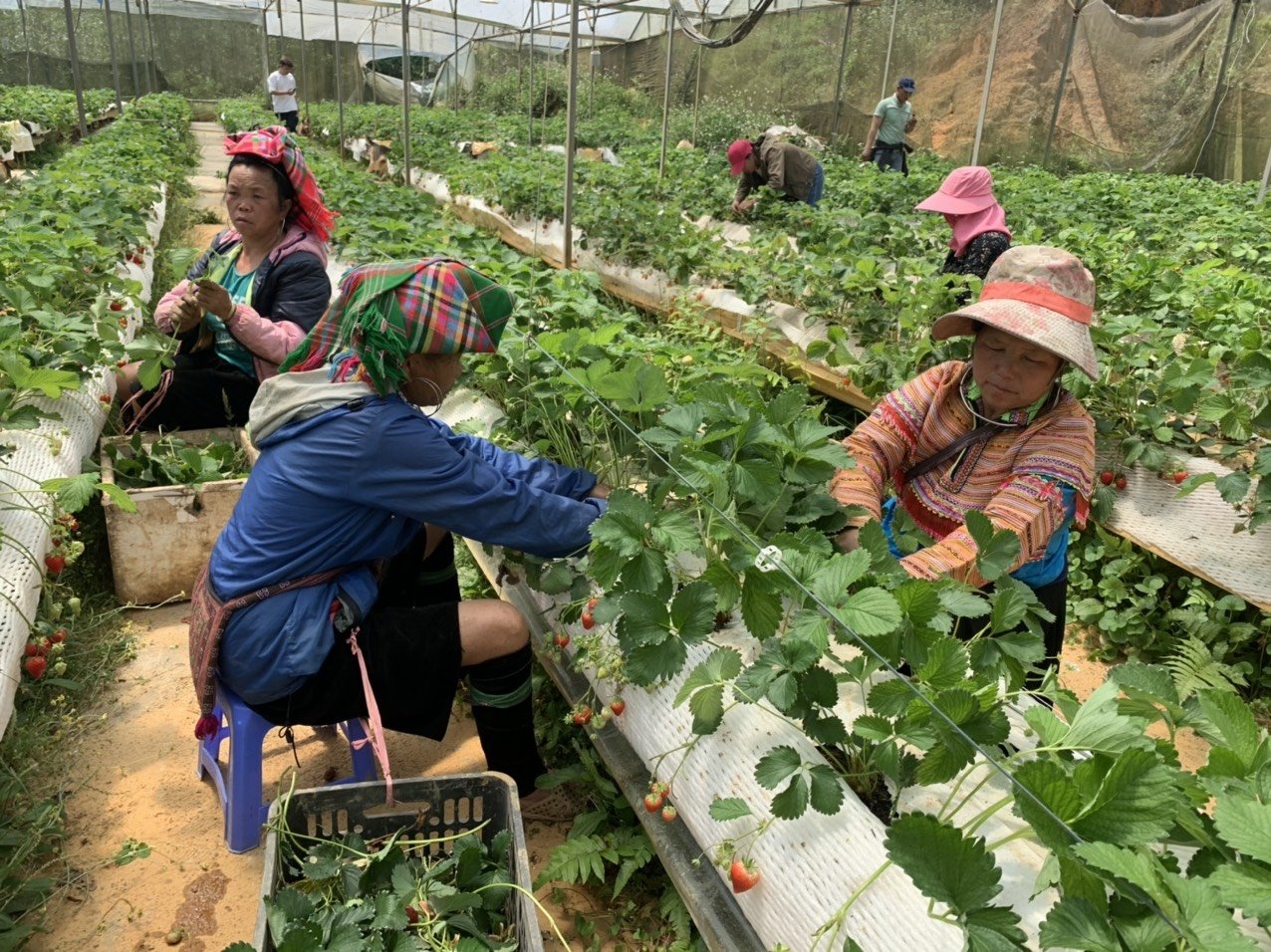 Cú chuyển mình ngoạn mục của “nóc nhà Đông Dương” và những mảnh đời được đổi thay Cú chuyển mình ngoạn mục của “nóc nhà Đông Dương” và những mảnh đời được đổi thay