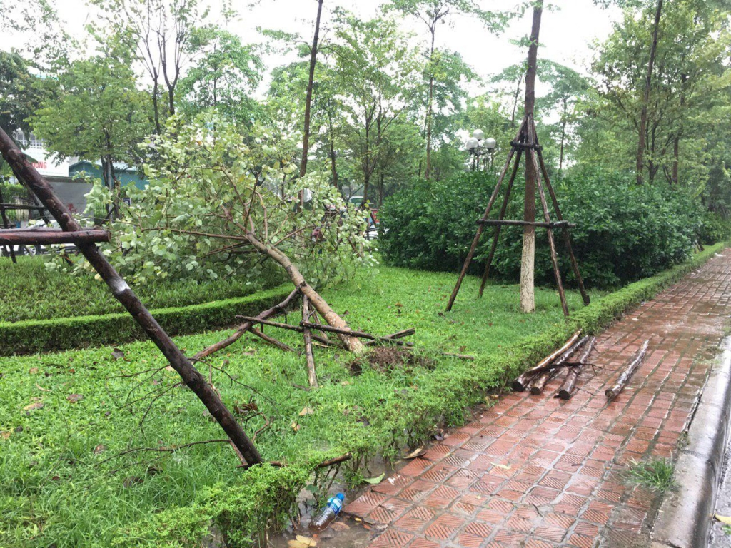 Ảnh hưởng của bão số 3: Nhiều cây lớn bị quật đổ trên đường phố Hà Nội anh huong cua bao so 3 nhieu cay lon bi quat do tren duong pho ha noi vi mua lon