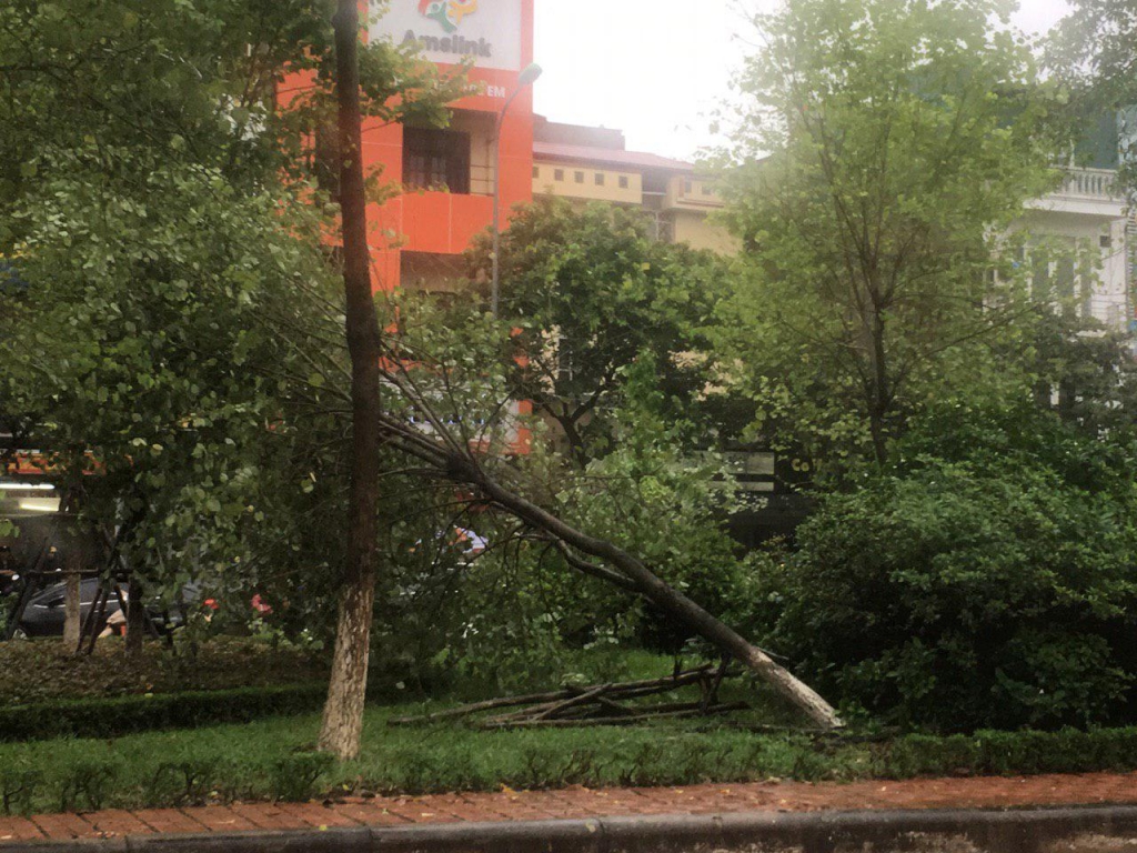 Ảnh hưởng của bão số 3: Nhiều cây lớn bị quật đổ trên đường phố Hà Nội anh huong cua bao so 3 nhieu cay lon bi quat do tren duong pho ha noi vi mua lon