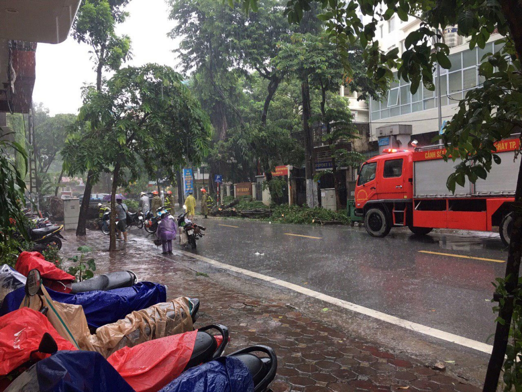 Ảnh hưởng của bão số 3: Nhiều cây lớn bị quật đổ trên đường phố Hà Nội anh huong cua bao so 3 nhieu cay lon bi quat do tren duong pho ha noi vi mua lon