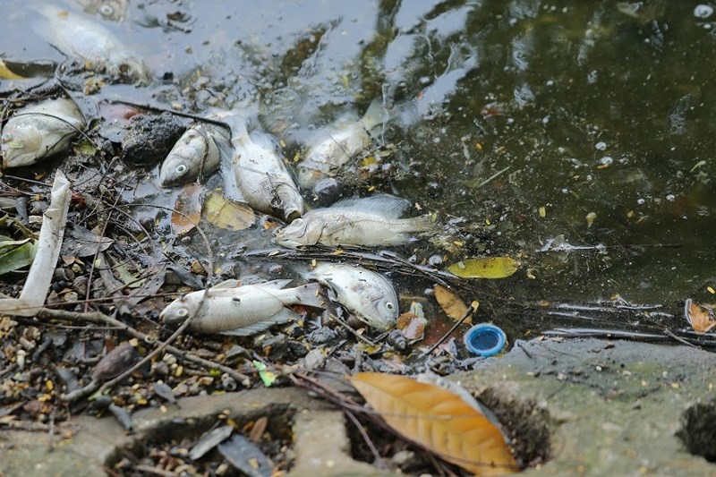 Cá chết hàng loạt, bốc mùi hôi tanh tại hồ Trúc Bạch