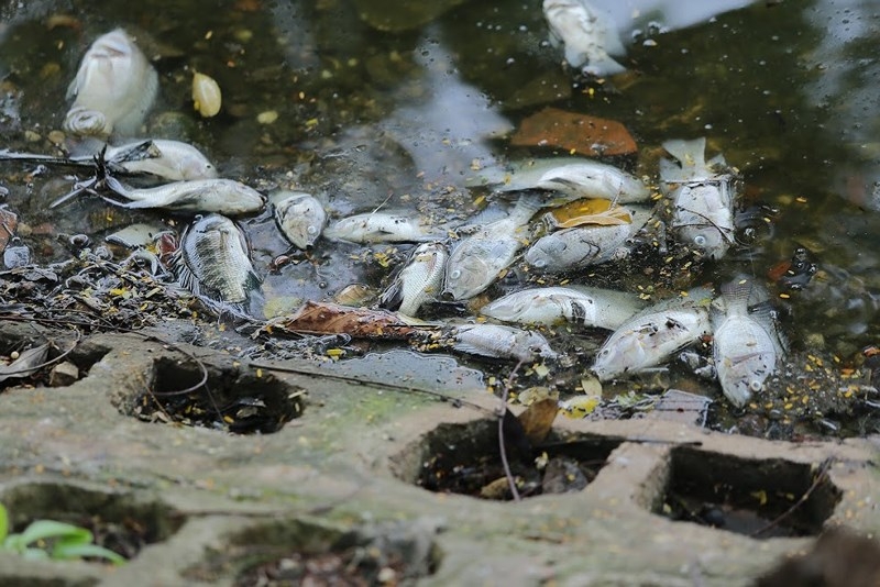 ca chet hang loat boc mui hoi tanh tai ho truc bach