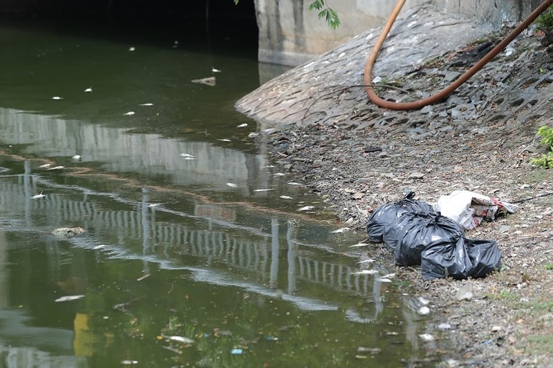 ca chet hang loat boc mui hoi tanh tai ho truc bach