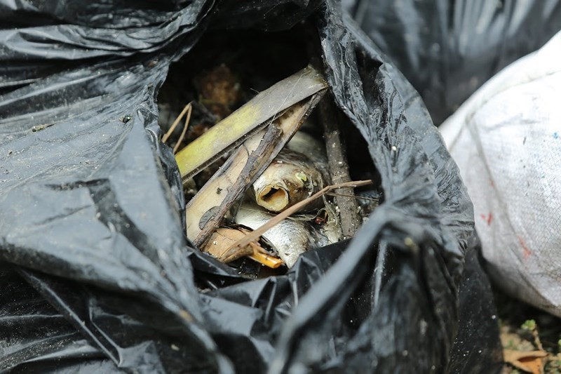 ca chet hang loat boc mui hoi tanh tai ho truc bach