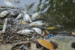 nguoi nuoi ca long be khoc rong vi tram tan ca chet khong ro nguyen nhan