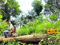 ha noi sap sap nhap 4 phuong va 4 xa