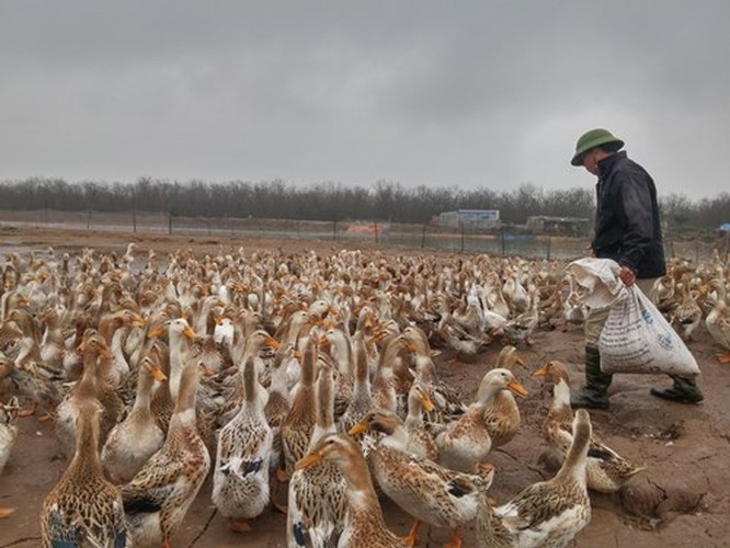 undefined 0306 ong vuon1