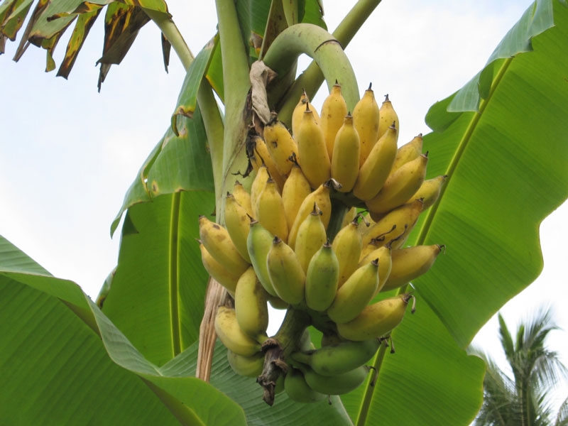 Nải chuối, buồng cau và Bộ trưởng Hùng Nải chuối, buồng cau và Bộ trưởng Hùng