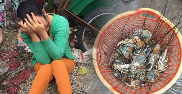 Nước mắt người nuôi tôm hùm Nước mắt người nuôi tôm hùm