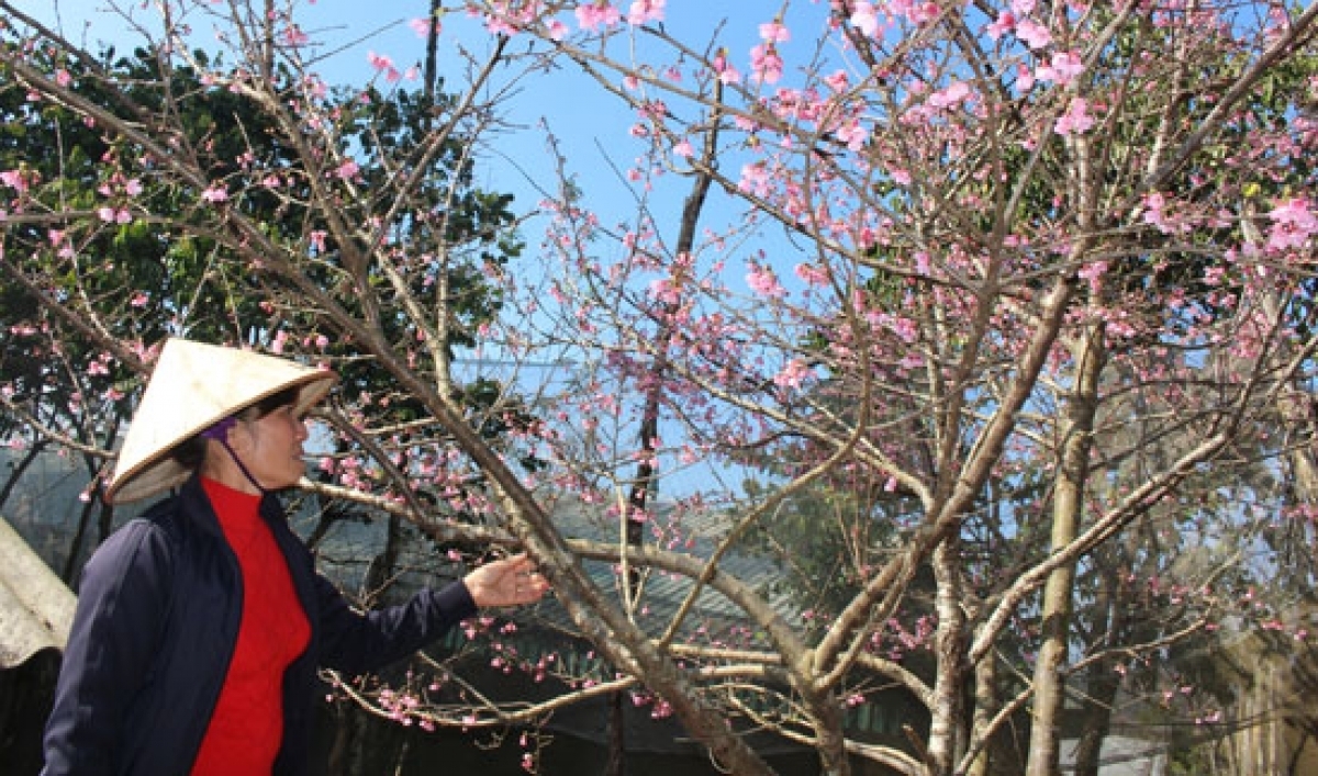 Chưa Tết đã lo chuyện Đào Chưa Tết đã lo chuyện Đào