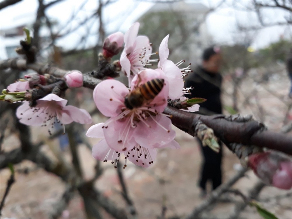 Tết 2021, người chặt bán hay mua đào rừng sẽ bị phạt bao nhiêu tiền?