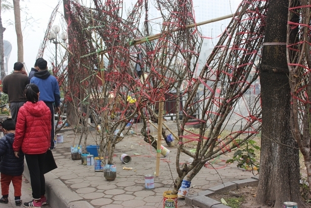 Tết 2021, người chặt bán hay mua đào rừng sẽ bị phạt bao nhiêu tiền?