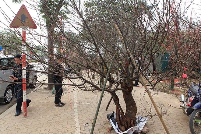 Tết 2021, người chặt bán hay mua đào rừng sẽ bị phạt bao nhiêu tiền?