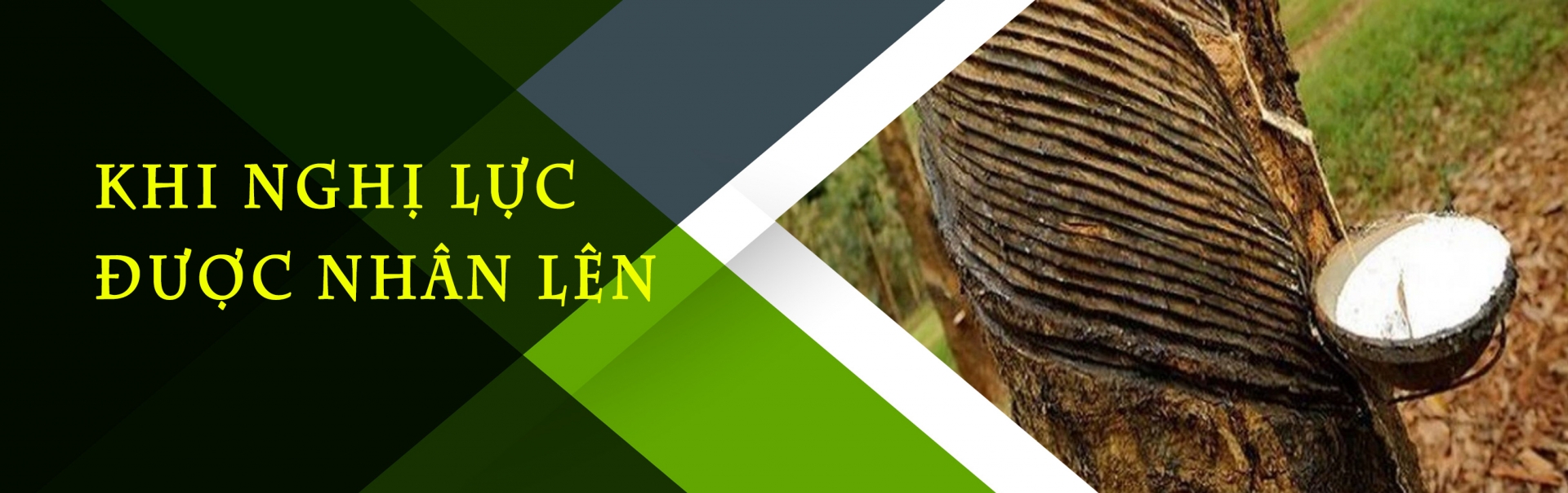 Khi nghị lực được nhân lên Khi nghị lực được nhân lên