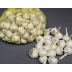 Quảng Ngãi: Người nông dân Lý Sơn tất bật thu hoạch tỏi bất chấp tin đồn ác ý