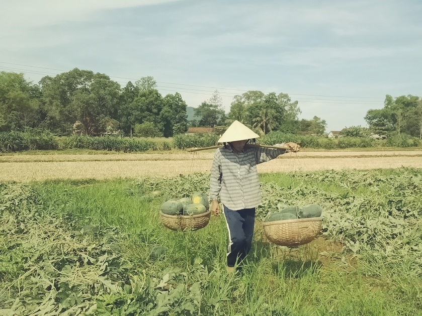 Nông dân Quảng Ngãi "đứng ngồi không yên" vì gần 22.000 tấn dưa hấu chưa có đường đi nong dan quang ngai dung ngoi khong yen vi gan 22000 tan dua hau chua co duong di