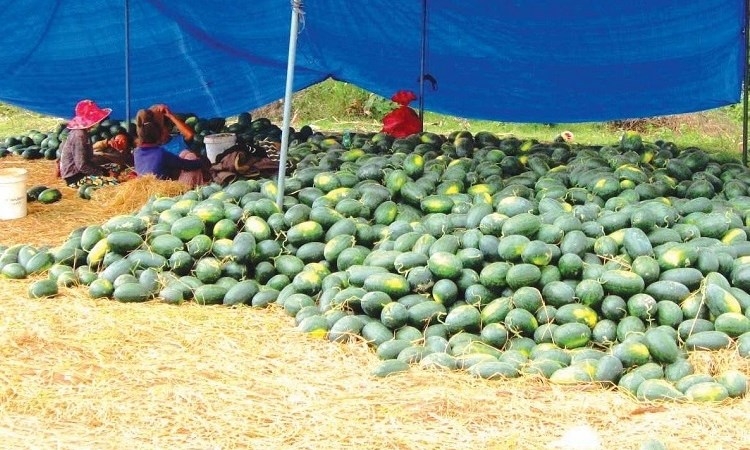 Tháng 1: Xuất khẩu rau quả giảm 20,6%, chỉ đạt 280,79 triệu USD do tác động của dịch