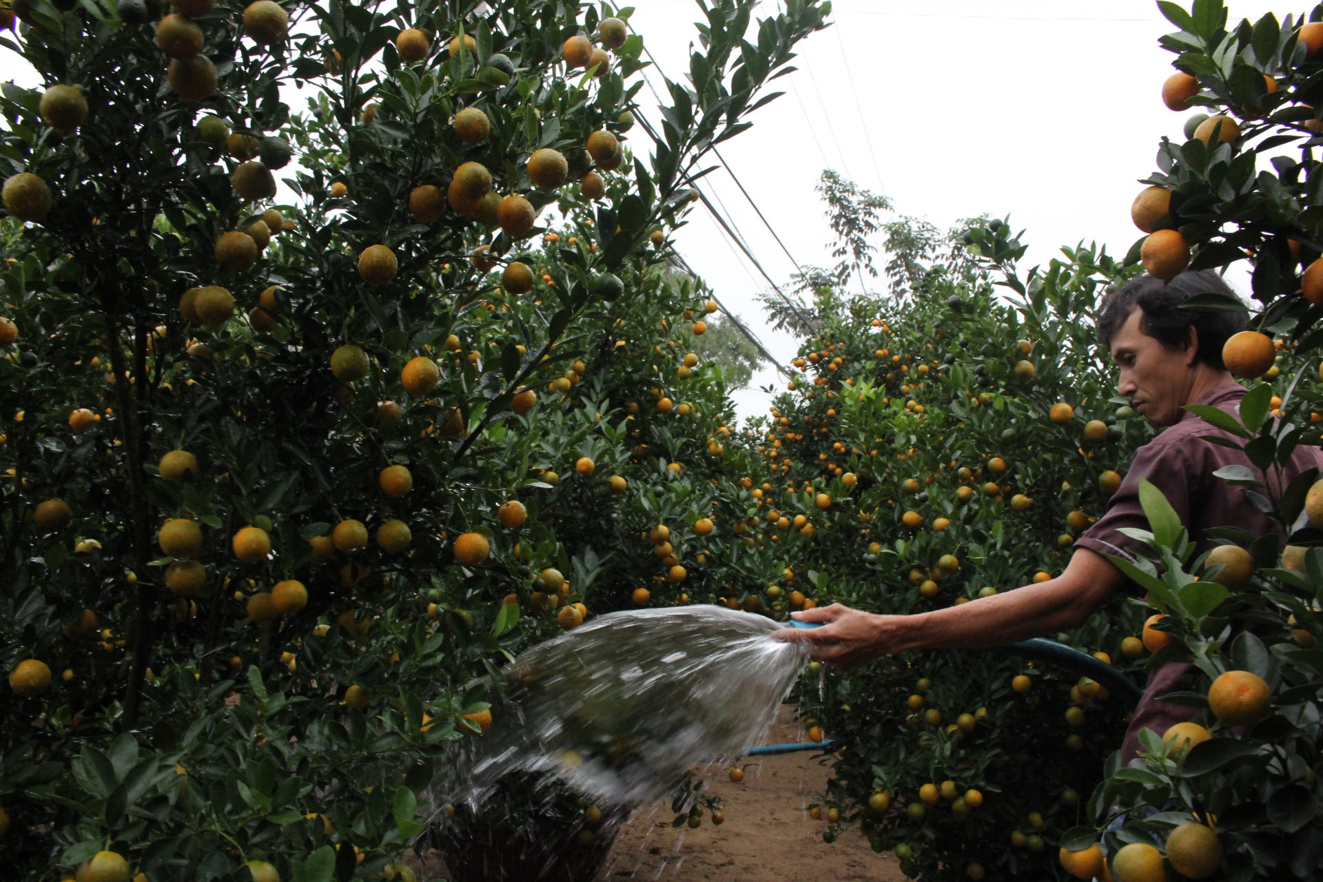 Làng quất cảnh miền Trung rộn ràng đón Tết Canh Tý 2020 lang quat canh mien trung ron rang don tet canh ty 2020