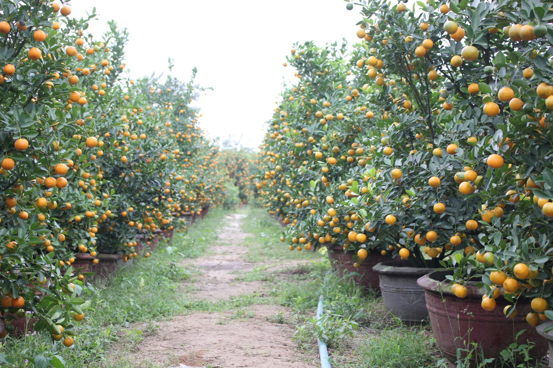 Làng quất cảnh miền Trung rộn ràng đón Tết Canh Tý 2020 lang quat canh mien trung ron rang don tet canh ty 2020