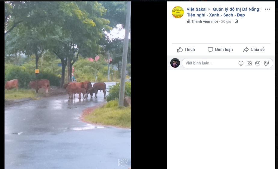 Bò thả rông giữa phố thị, người lao động lưu thông "nơm nớp lo sợ" bo tha rong giua pho thi nguoi lao dong luu thong nom nop lo so