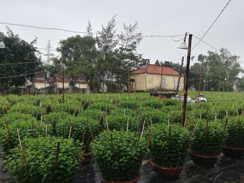 Người trồng hoa Hòa Liên, Đà Nẵng vui mừng vì hoa được mùa được giá nguoi trong hoa hoa lien da nang vui mung vi hoa duoc mua duoc gia