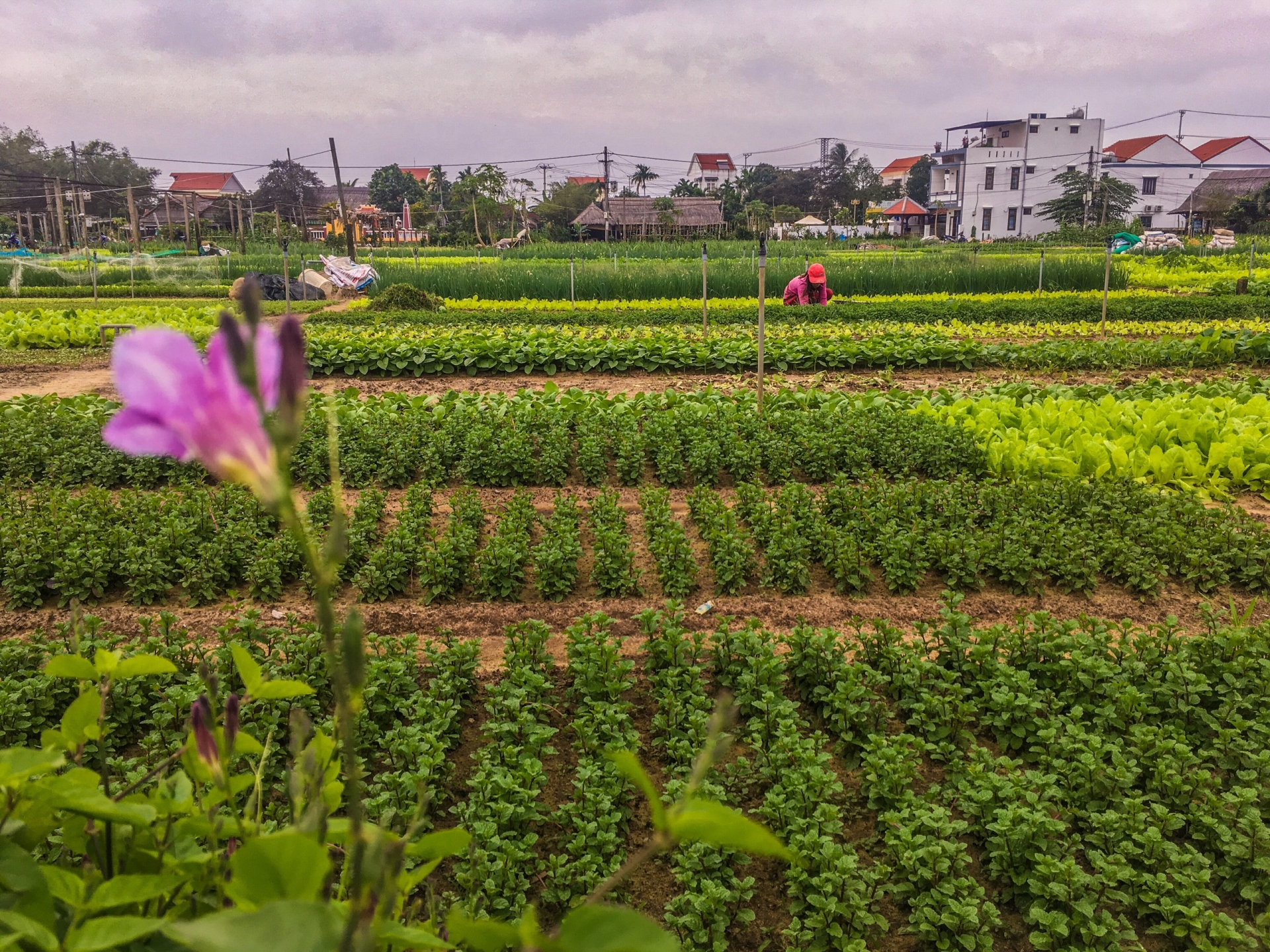 Làng rau Trà Quế 500 năm tuổi tất bật cho vụ Tết Canh Tý 2020 lang rau tra que 500 nam tuoi tat bat cho vu tet canh ty 2020