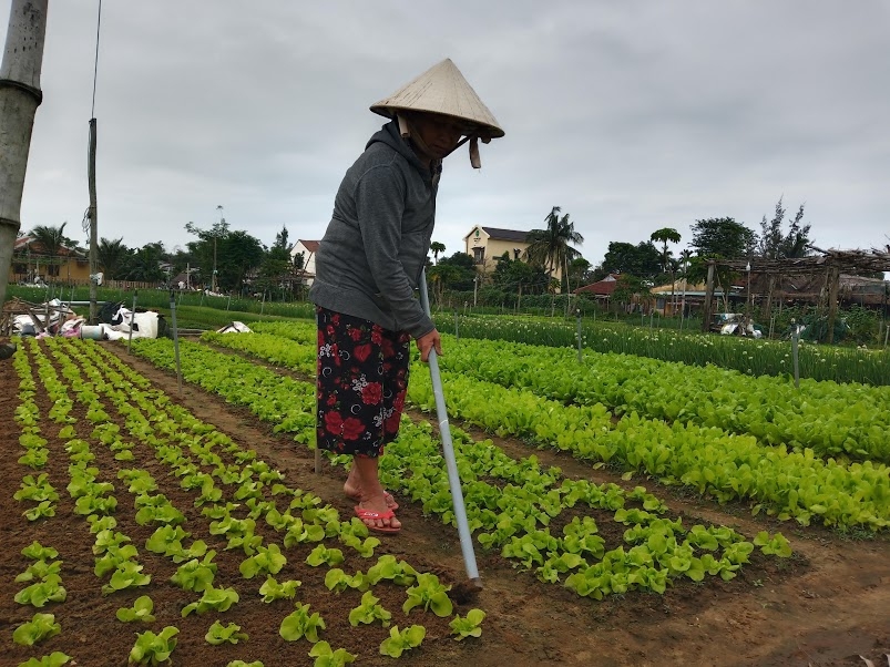 Làng rau Trà Quế 500 năm tuổi tất bật cho vụ Tết Canh Tý 2020 lang rau tra que 500 nam tuoi tat bat cho vu tet canh ty 2020