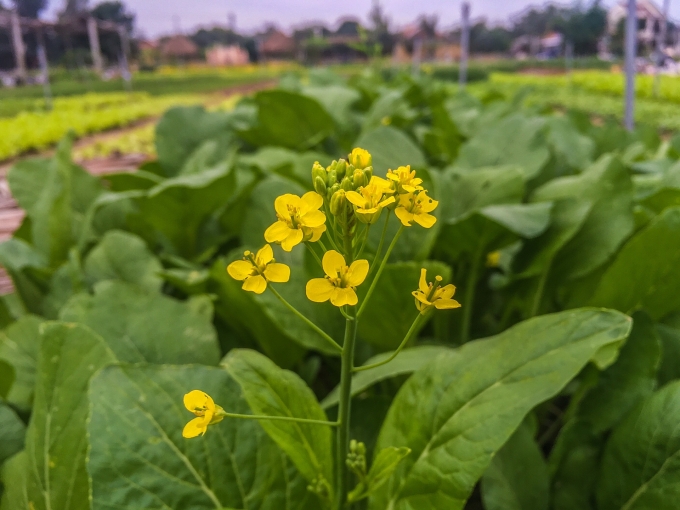 Làng rau Trà Quế 500 năm tuổi tất bật cho vụ Tết Canh Tý 2020 lang rau tra que 500 nam tuoi tat bat cho vu tet canh ty 2020