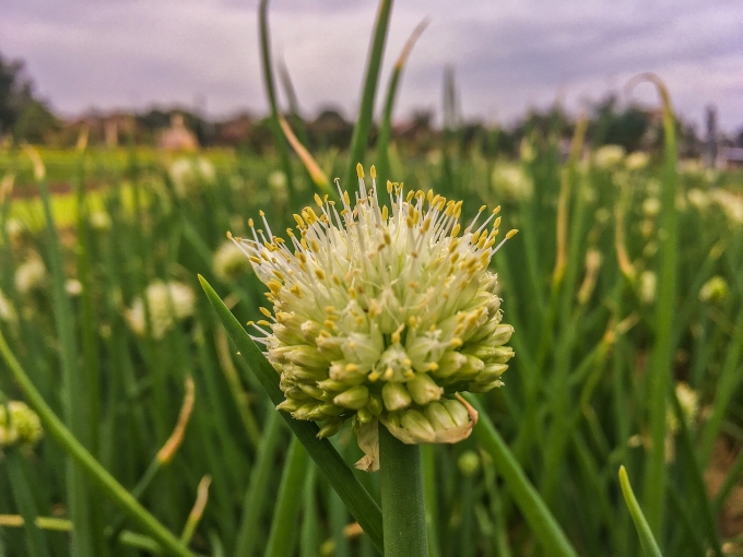Làng rau Trà Quế 500 năm tuổi tất bật cho vụ Tết Canh Tý 2020 lang rau tra que 500 nam tuoi tat bat cho vu tet canh ty 2020