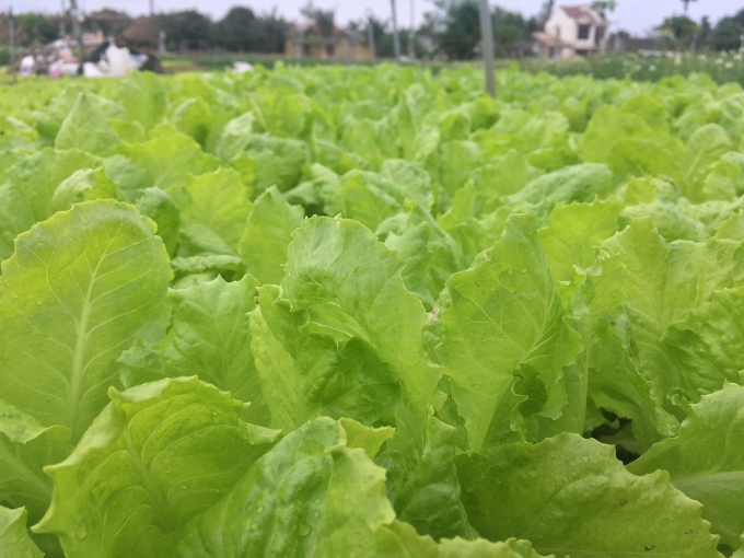 Làng rau Trà Quế 500 năm tuổi tất bật cho vụ Tết Canh Tý 2020 lang rau tra que 500 nam tuoi tat bat cho vu tet canh ty 2020