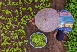 ruou co methanol se tac dong tam than manh gay ton thuong nao tham chi tu vong