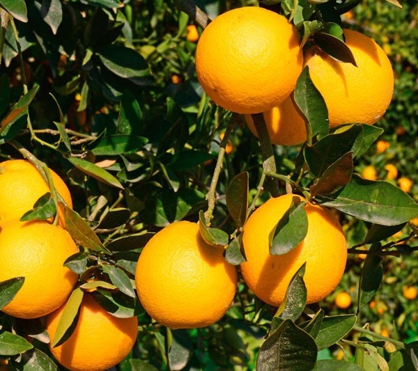 Thành công trong việc trồng và gây giống Cam Cara ruột đỏ không hạt thanh cong trong viec trong va gay giong cam cara ruot do khong hat