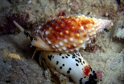 tet sum vay nam 2020 cham lo de moi nguoi lao dong co tet