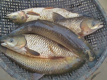 “Bỏ túi” cho các chị em cách chọn thực phẩm an toàn tươi ngon ngày tết bo tui cho cac chi em cach chon thuc pham an toan tuoi ngon ngay tet