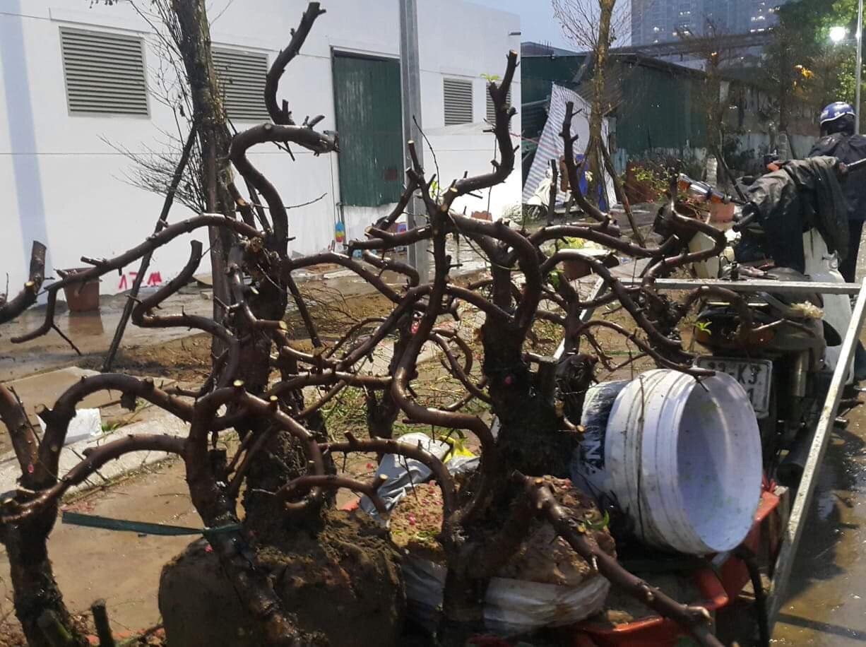 Chợ hoa Tết đêm 30 cho hoa tet dem 30