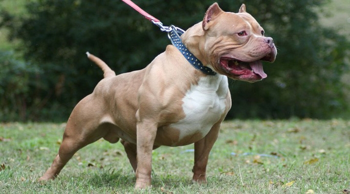 thai nguyen cho pitbull can hai me con khien be 4 tuoi dut khi quan me thung tran