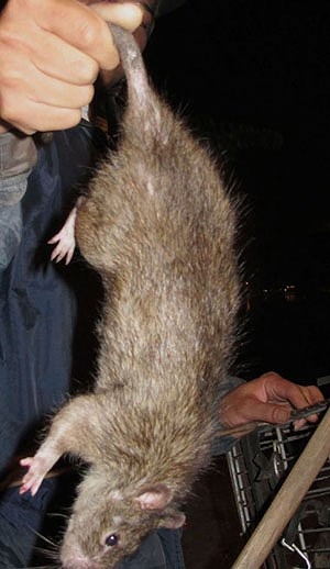 de cuu dong bao minh va chinh minh