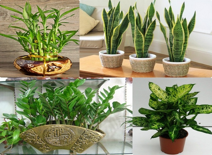 Những loại cây cảnh giúp thanh lọc không khí, có lợi cho sức khỏe
