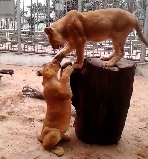 Nam công nhân vườn thú xúc động kể chuyện tình của đôi sư tử “Nam - Phi” nam cong nhan vuon thu xuc dong ke chuyen tinh cua doi su tu nam phi