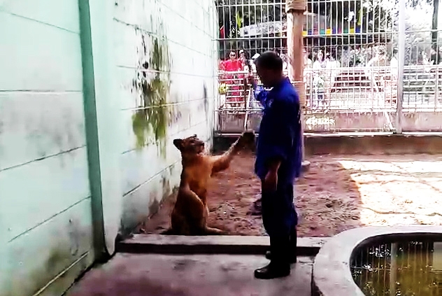 Nam công nhân vườn thú xúc động kể chuyện tình của đôi sư tử “Nam - Phi” nam cong nhan vuon thu xuc dong ke chuyen tinh cua doi su tu nam phi