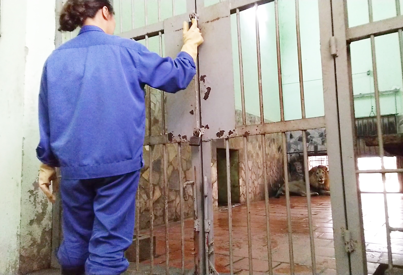 Nam công nhân vườn thú xúc động kể chuyện tình của đôi sư tử “Nam - Phi” nam cong nhan vuon thu xuc dong ke chuyen tinh cua doi su tu nam phi