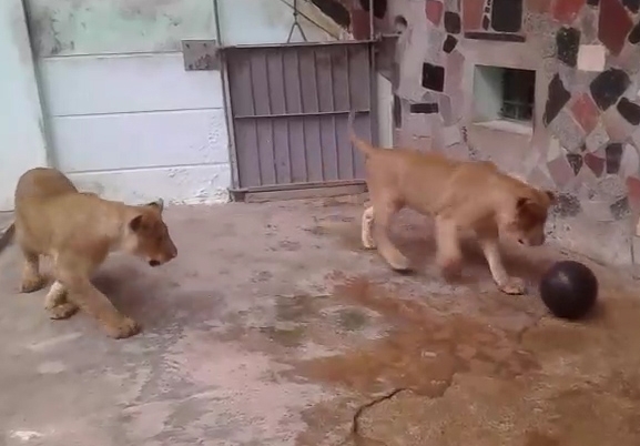 Nam công nhân vườn thú xúc động kể chuyện tình của đôi sư tử “Nam - Phi” nam cong nhan vuon thu xuc dong ke chuyen tinh cua doi su tu nam phi