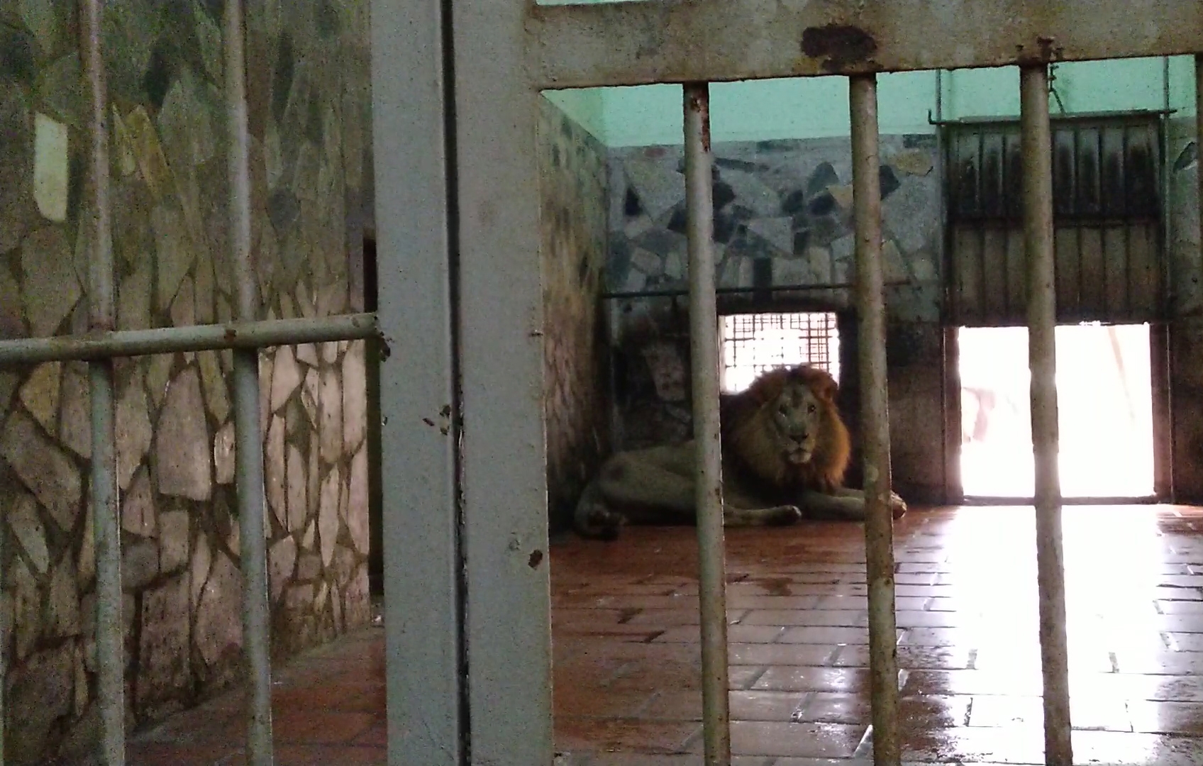 Nam công nhân vườn thú xúc động kể chuyện tình của đôi sư tử “Nam - Phi” nam cong nhan vuon thu xuc dong ke chuyen tinh cua doi su tu nam phi