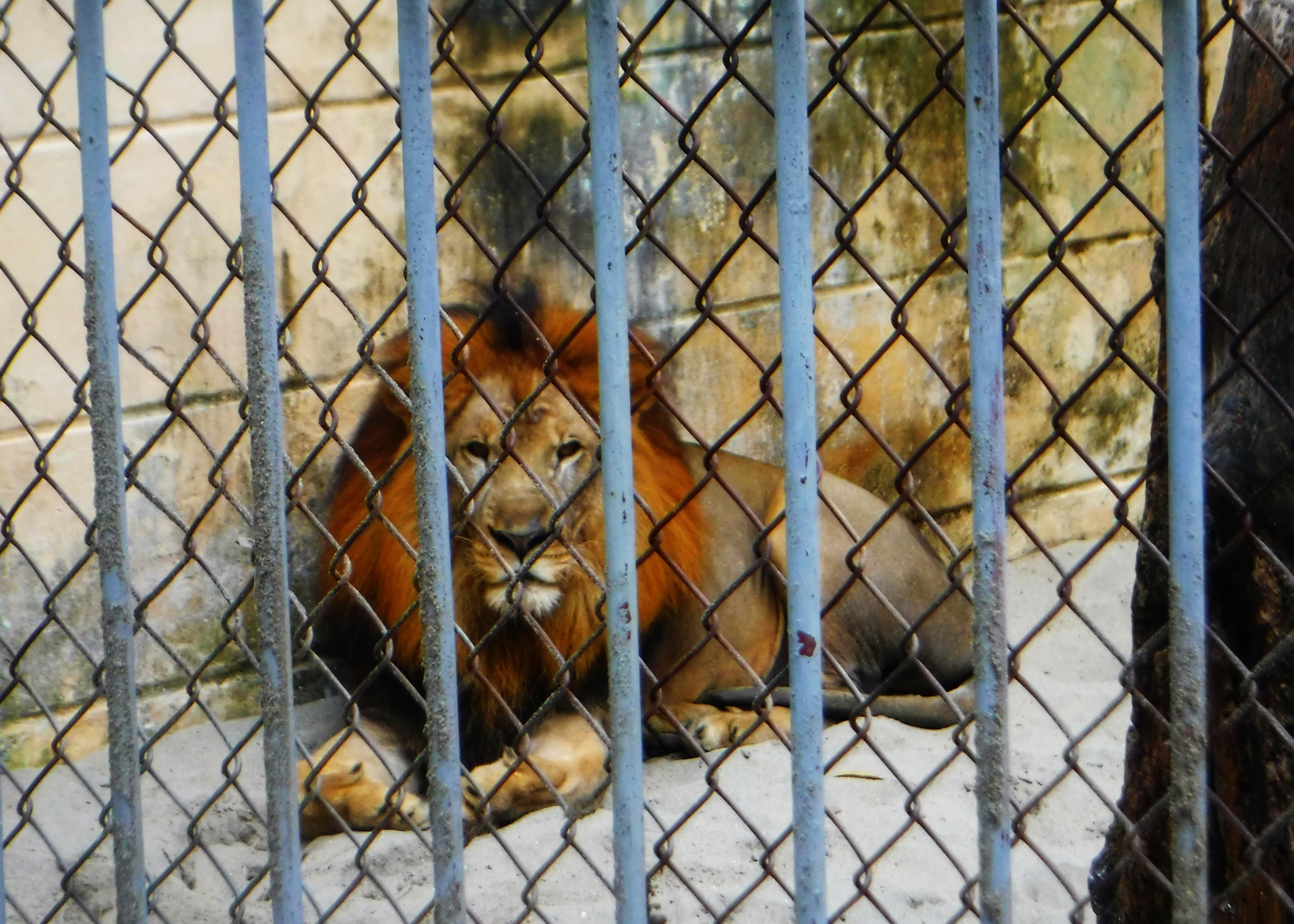 Nam công nhân vườn thú xúc động kể chuyện tình của đôi sư tử “Nam - Phi” nam cong nhan vuon thu xuc dong ke chuyen tinh cua doi su tu nam phi