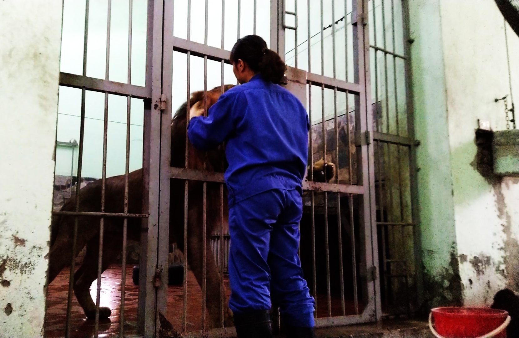 "Nhọc nhằn" công nhân nuôi thú dữ chạy xe ôm… để sống với nghề nhoc nhan cong nhan nuoi thu du chay xe om de song voi nghe