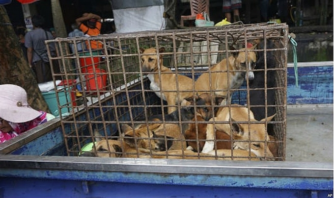 ngung an thit cau vang tuy kho nhung van co the