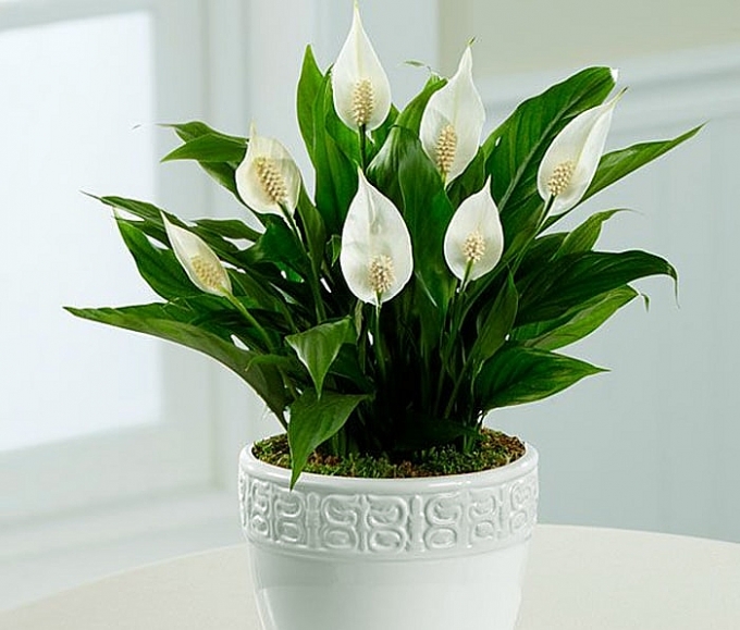 Những cây cảnh tốt cho dân văn phòng nhung cay canh tot cho dan van phong