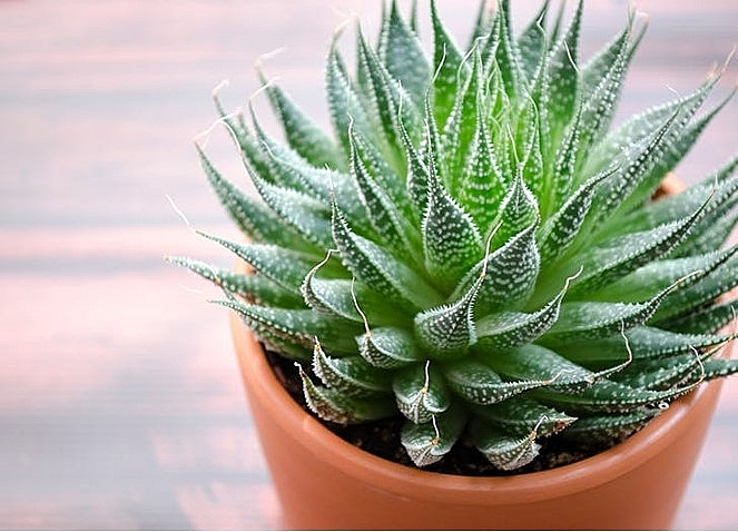 Những cây cảnh tốt cho dân văn phòng nhung cay canh tot cho dan van phong